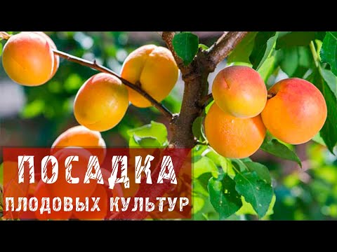 Посадка яблони на грунтовых водах Посадка яблони на грунтовых водах