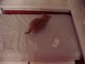 Kitten Freaks Himself Out (original)