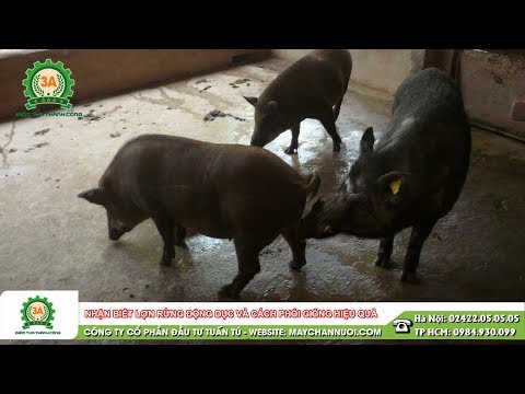 Nhận biết lợn rừng động dục và cách phối giống hiệu quả - Kiến thức chăn nuôi lợn rừng