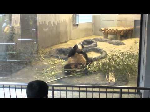 上野動物園のパンダ  Panda of Ueno Zoo