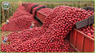 The Most Modern Agriculture Machines Ever - Hauling Million Tons Of Fruits & Veggies In Mive Harv