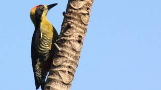 Woodpecker Biology Woodpecker Biology
