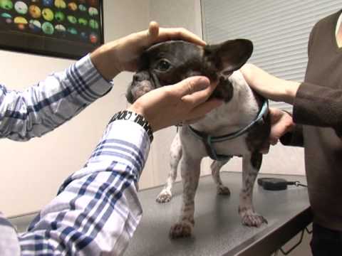 Cutting-edge Medical Care To Save Pets