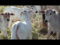 Cattle Mating Season Cows Began To Calve Nelore Pasture Fedd images Cattle Mating Season Cows Began To Calve Nelore Pasture Fedd