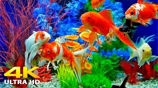 Aquarium 4K  (ULTRA HD) 🐠 Beautiful Relaxing Coral Reef Fish - Relaxing Sleep Me