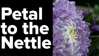 Petal to the Nettle