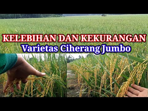 KELEBIHAN DAN KEKURANGAN TANAMAN PADI VARIETAS CIHERANG JUMBO