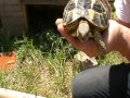 nourrir un bebe tortue