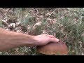 Boletus Edulis a 6 de octubre de 2014 (PARTE 1)
