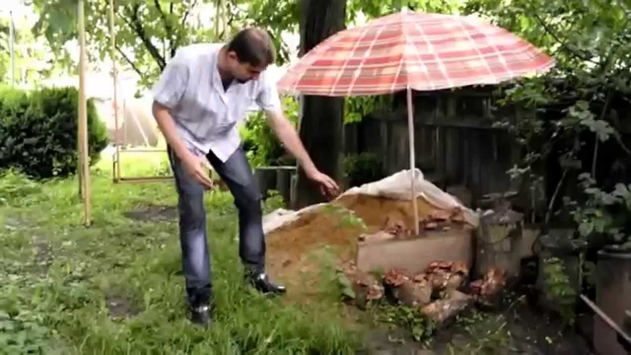Выращивание грибов на грядке 47