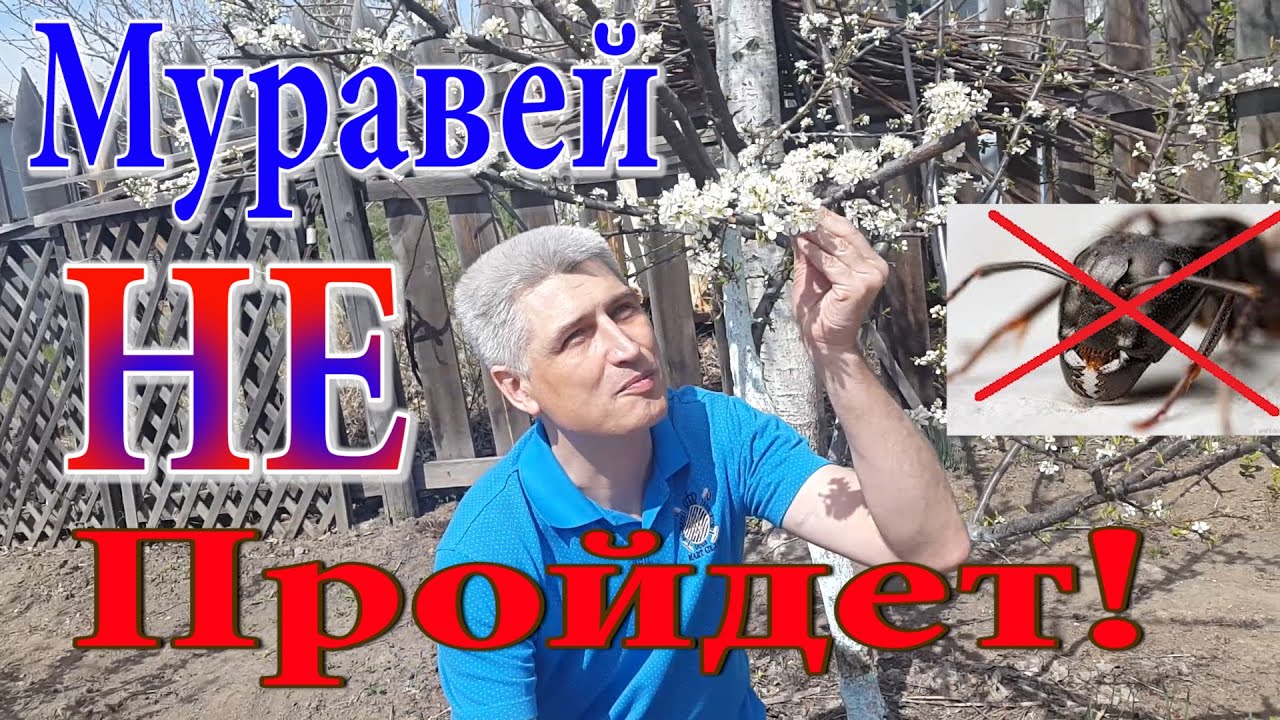 Томат 'Сливка розовая ' описание сорта, характеристики на 42 растения с синими цветками