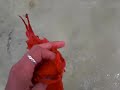 gamisi