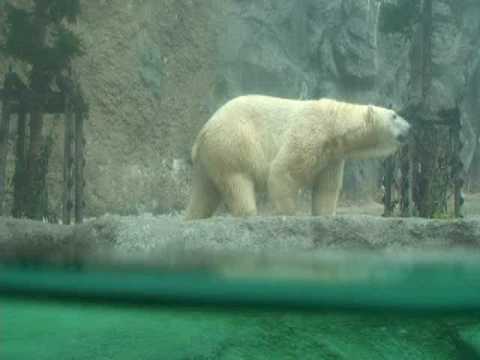 旭山動物園　泳ぐ白熊　飛ぶペンギン　吼える狼　一挙公開！！