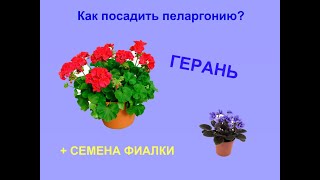 Как Посадить Пеларгонию(Герань) Из Семян + Сажаю Семена Фиалки