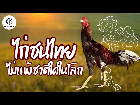 “กระจกหกด้าน” ตอน “ไก่ชนไทย”