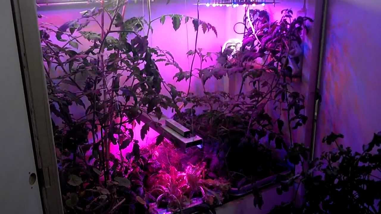 hydroponic lettuce hawaii hydroponic lettuce deep water culture