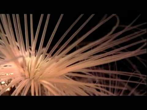 The Origin of the Brain