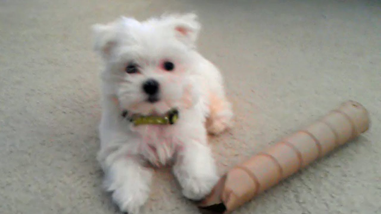 with puppies maltese puppy with empty paper roll things plainfield puppies with puppies maltese puppy with empty paper roll things plainfield puppies