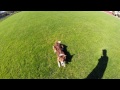 GoPro: Border Collie Tricks in Norway