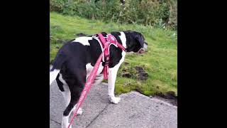 Harry Lawson ...16 Year Old Staffy X Spaniel