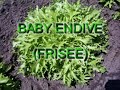 Baby Endive