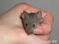 mouse agility - world's smartest mouse