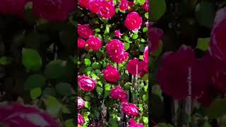 Pink Rose Flower Flower