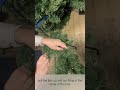 Stockton Spruce Artificial Christmas Trees