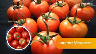 How To Grow Syngenta Tomato Neil