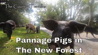 The New Forest Pannaging Pigs 2020
