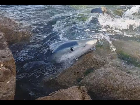 Tiburรณn en la playa de L'Alguer en L'Ametlla, Tarragona / Shark in the beach, Tarragona, Spain