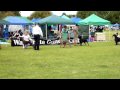 BIS Waitemata Gundog Club 3/4/10