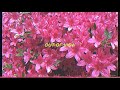 Alpines Out Of View (Official Audio) Alpines Out Of View (Official Audio)