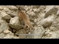 Baby ibex make a risky descent - One Life - BBC