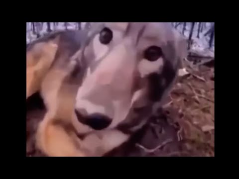**boop**