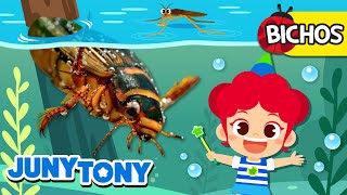 Bichos Acuáticos Bichos Nuestros Amigos Bichos En El Agua Junytony En Español