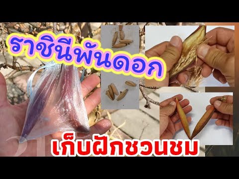 เก็บเมล็ดชวนชม| เมล็ดราชินีพันดอก RCN