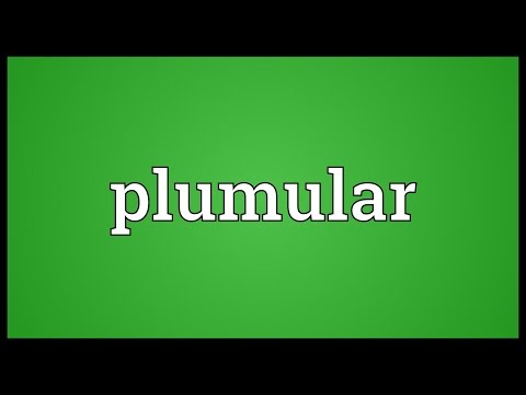 Header of plumular