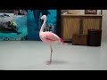 Pinky the Flamingo dancing the "Flamingo Flamenco"