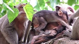MONKEY LIFE, WATCH FAMILY SIKA ON THE TREE / POPULAR DAILY