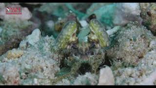 MANTIS SHRIMP