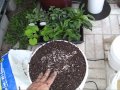 Off-Grid Self-Watering Container Gardening System: Growing Organic