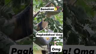 Kadakos Banakon O King Cobra