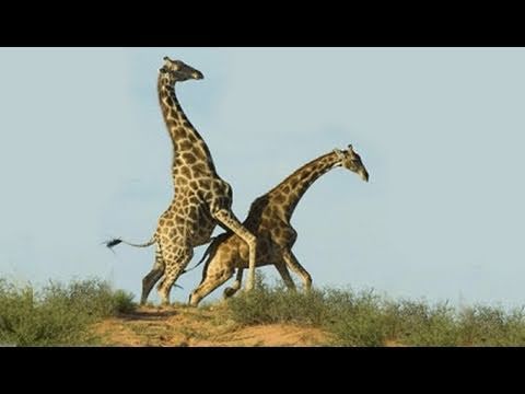 Giraffe Sex: A Terrifying Introduction to Nature at Work (and...