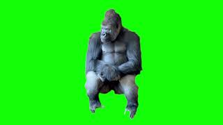 Green Screen Lonely Gorilla Meme