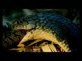 King Cobra Hunt Snake