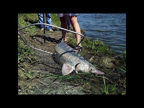 рыбалка на семку рыбалка на семку