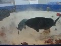 釣太郎オリジナルのイガミダンゴの集魚効果