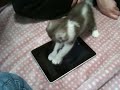 iPad Ocean Blue Cat !!!