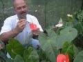 cultivo anturios